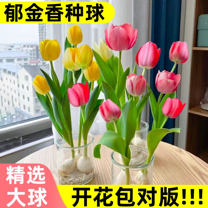 进口郁金香种球水培植物花卉种子图片