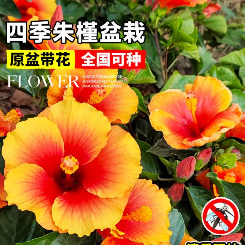 朱槿花扶桑花盆栽花苗室内阳台带花苞庭院植物四季开花丹麦木槿禄