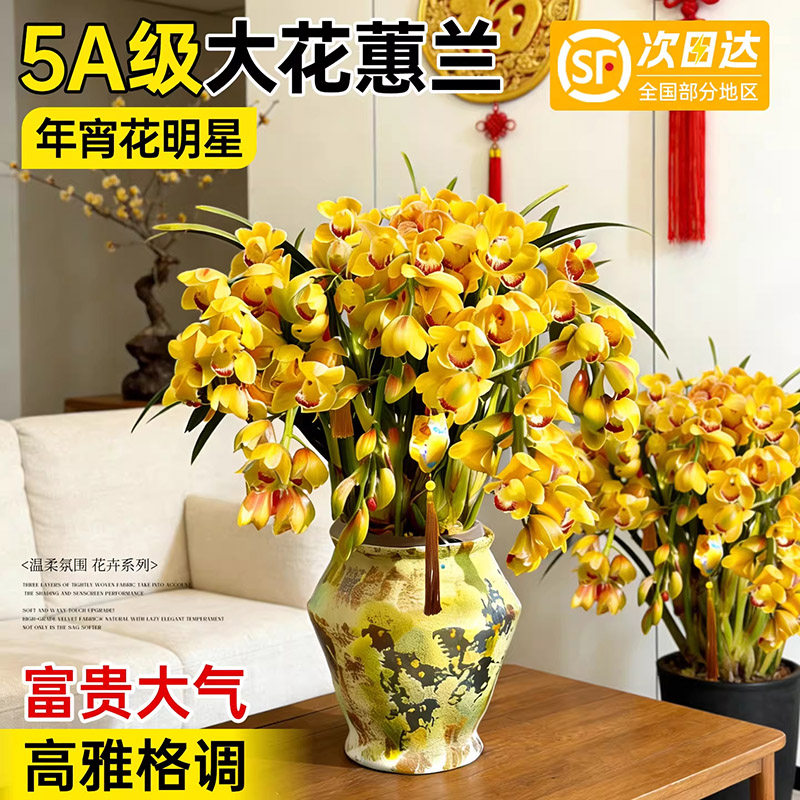 黄金岁月大花蕙兰四季带花苞盆栽