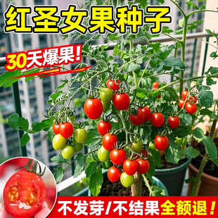 圣女果种籽千禧樱桃小番茄种子矮生水果蕃茄种孑春播蔬菜种西红柿