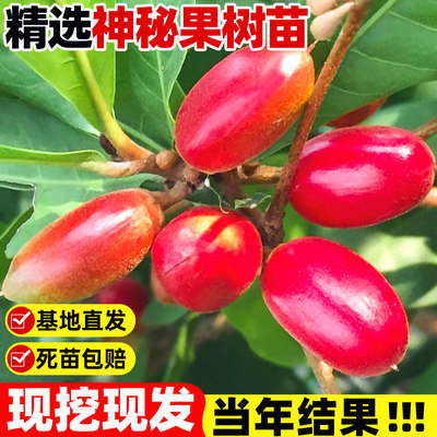 神秘果果树果苗盆栽好养神秘果鲜