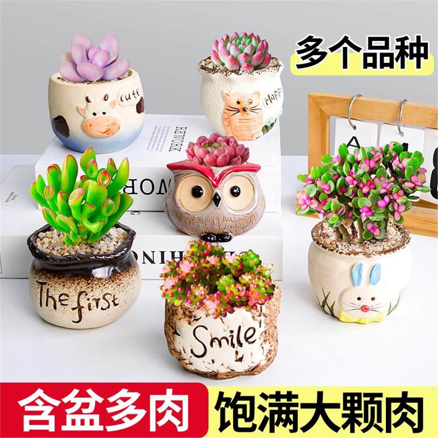 多肉植物含盆带土精品多肉玉露桃蛋多头幼儿园绿植小盆栽摆件阳台