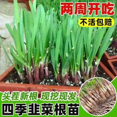 韭菜根苗紫四季农家红宽叶