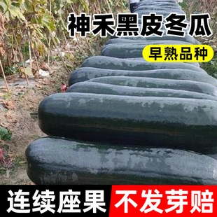 神禾黑皮冬瓜种子粉皮青皮巨型大冬瓜种籽四季高产耐热大田蔬菜苗