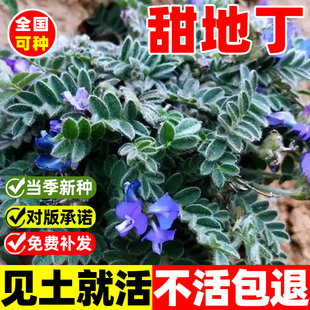 甜地丁种子中药材苦地丁种籽四季高产易活阳台庭院盆栽紫花地丁苗