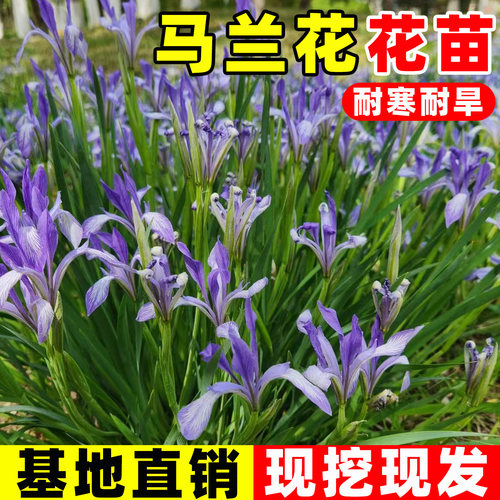 马兰花盆栽花苗马莲花庭院阳台花