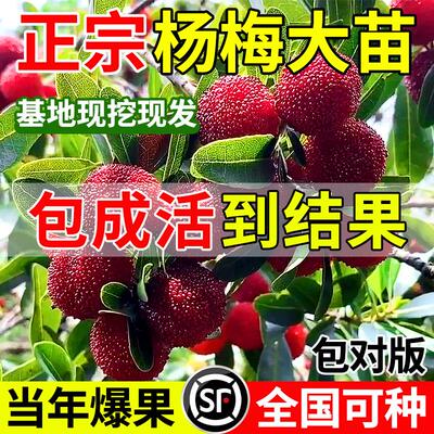正宗嫁接东魁杨梅树苗南北