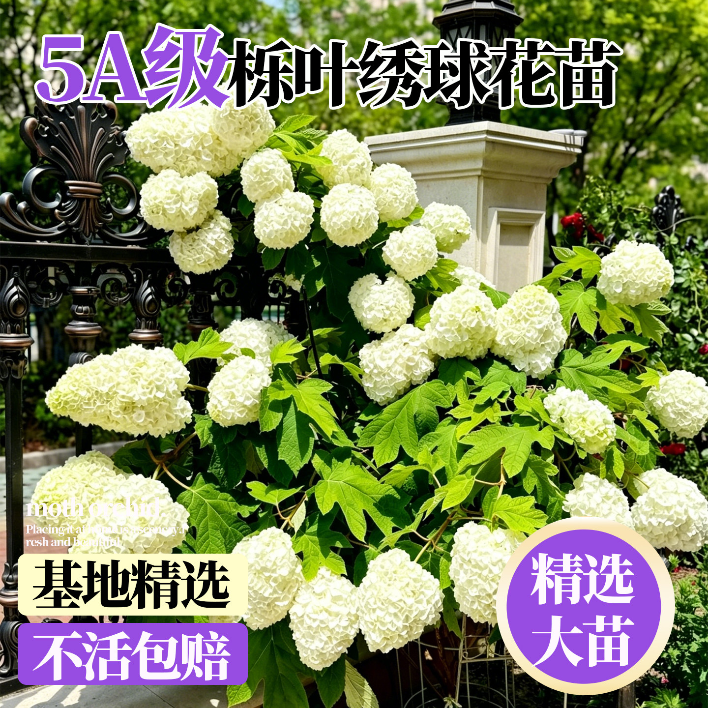 栎叶绣球花苗南北方种植耐寒耐热