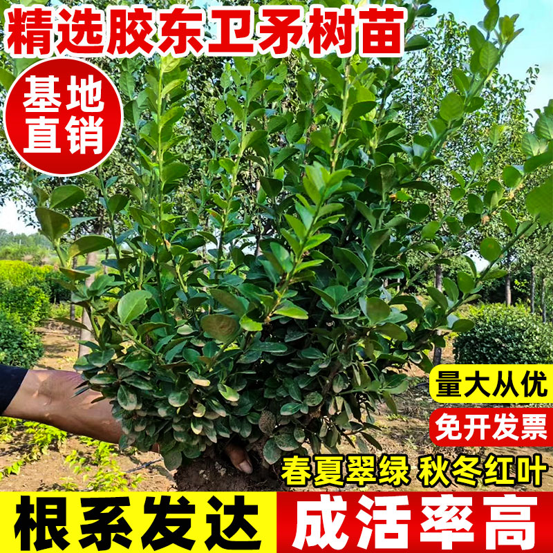 胶东卫矛树苗耐旱庭院种植卫矛绿篱围墙木四季常青冬青绿化工程苗