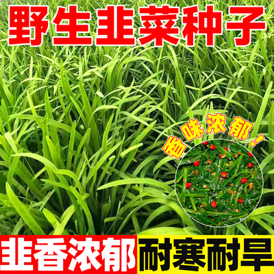 野生韭种子籽苗小细叶韭菜白根