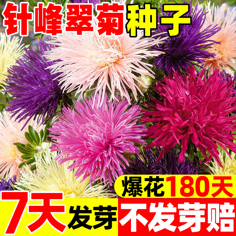 翠菊花籽针峰翠菊种子四季开易活