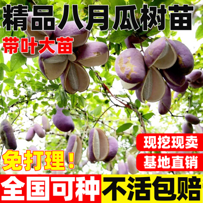精品八月瓜树苗南北方庭院四季种