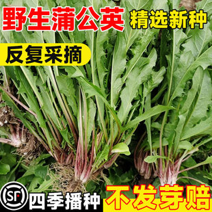 蒲公英种子四季阳台盆栽庭院蔬菜种孑可食用婆婆丁野菜植药用种籽