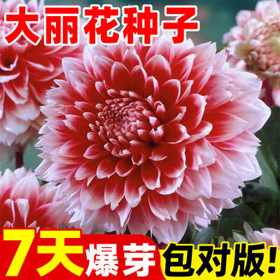 重瓣大丽花种籽多年生庭院