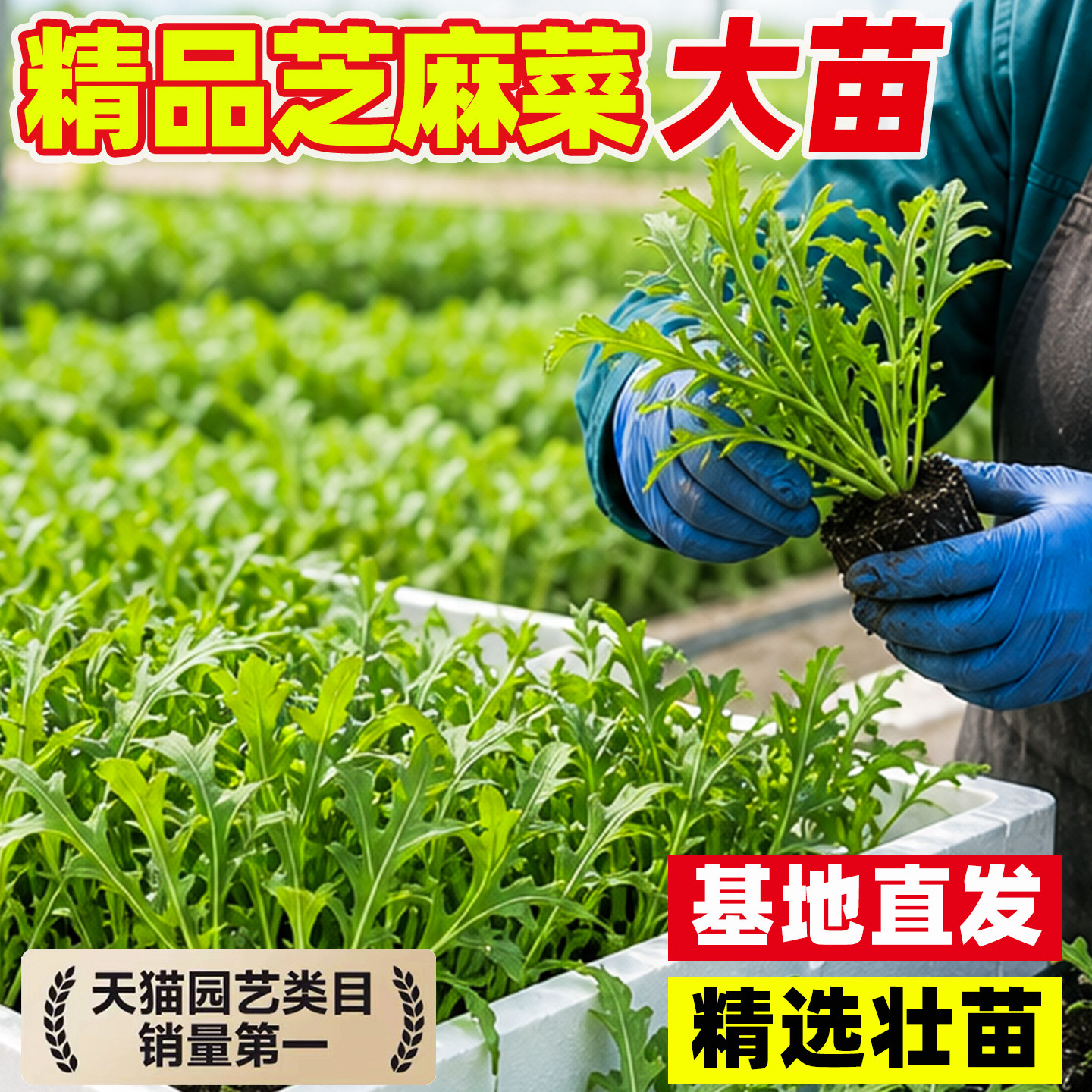 意大利芝麻菜可食用一年生香草蔬图片