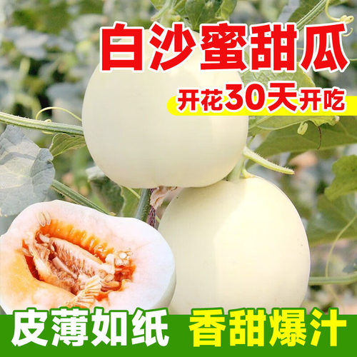 白沙蜜甜瓜种子懒汉甜瓜种子易活