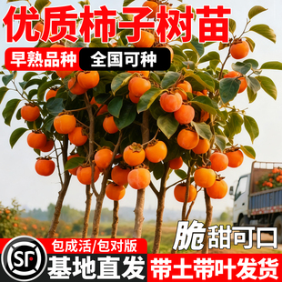 柿子树果苗矮化特大号嫁接老品种盆栽脆甜水果南北方种植庭院耐寒