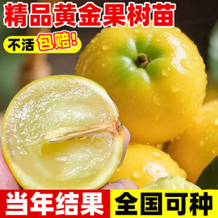 黄晶果树果苗嫁接黄金果苗当年结果久蜜冬蜜早熟盆栽四季南北方种
