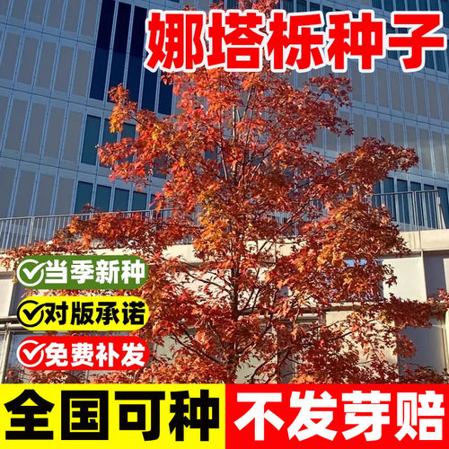 娜塔栎种子红橡树种籽四季种植苗