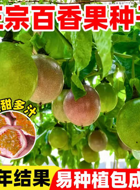 百香果种子鸡蛋果种籽四季种植高