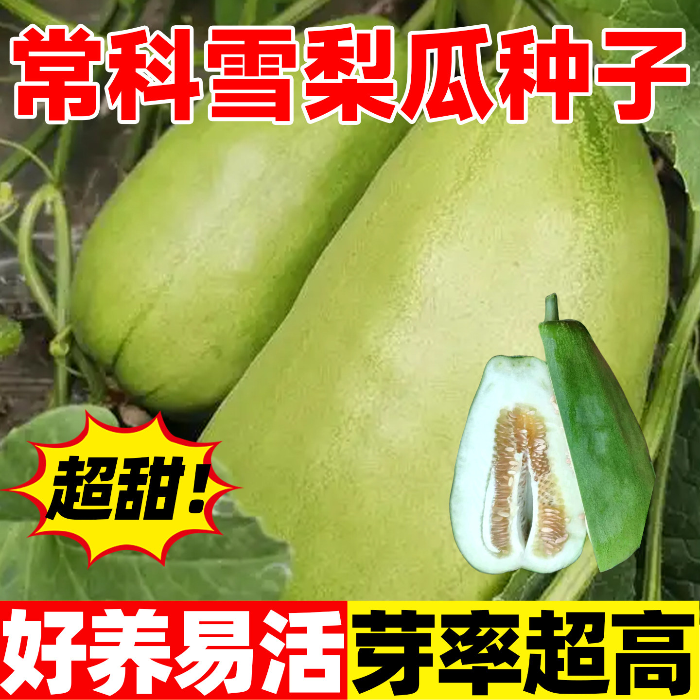 常科雪梨瓜甜瓜种子四季易成活早熟老鼠瓜酥脆爽口浅绿皮味甜多汁