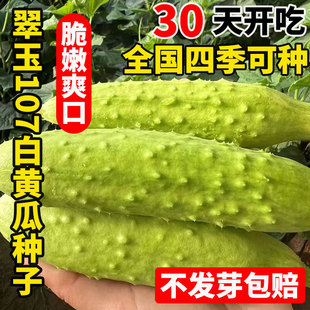 翠玉107白黄瓜种子室外阳台庭院四季播盆栽水果黄瓜蔬菜种籽大全