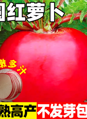 圆红萝卜种籽东北大红圆形萝卜种