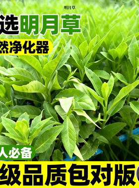 明月草苗盆栽白背菜降糖草神仙
