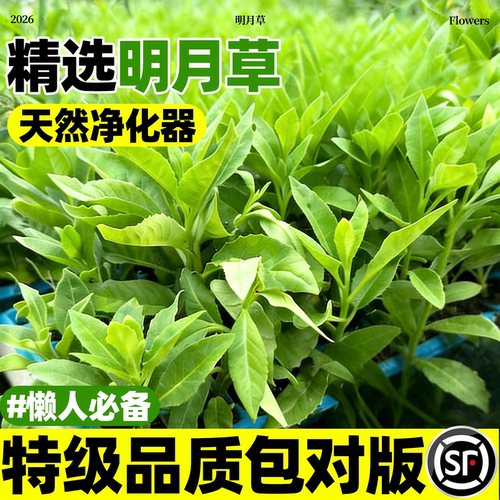 明月草苗盆栽白背菜降糖草神仙