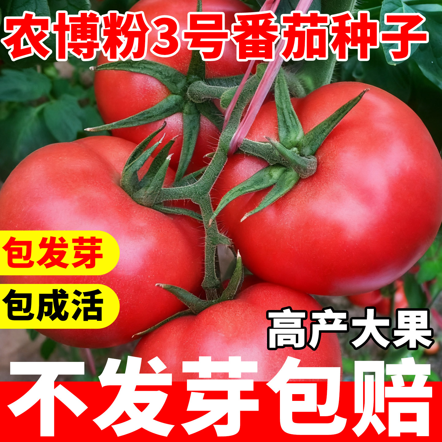 农博粉3号番茄种子老品种毛粉西红柿大红果沙瓤蔬菜种孑大全秧苗