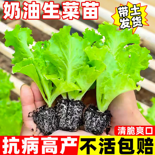 奶油生菜苗秧苗带土带根意大利罗