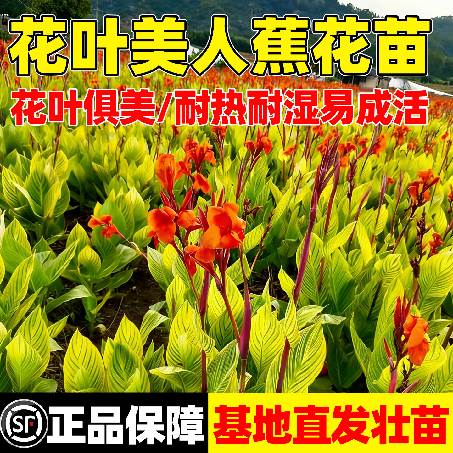 水培花叶美人蕉花苗四季种植再力花苗池塘水生植物芦竹千屈菜大苗