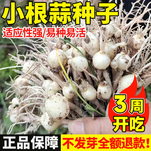 小根蒜野葱种子高产野生薤白种四季耐热抗寒易活蔬菜种子阳台盆栽