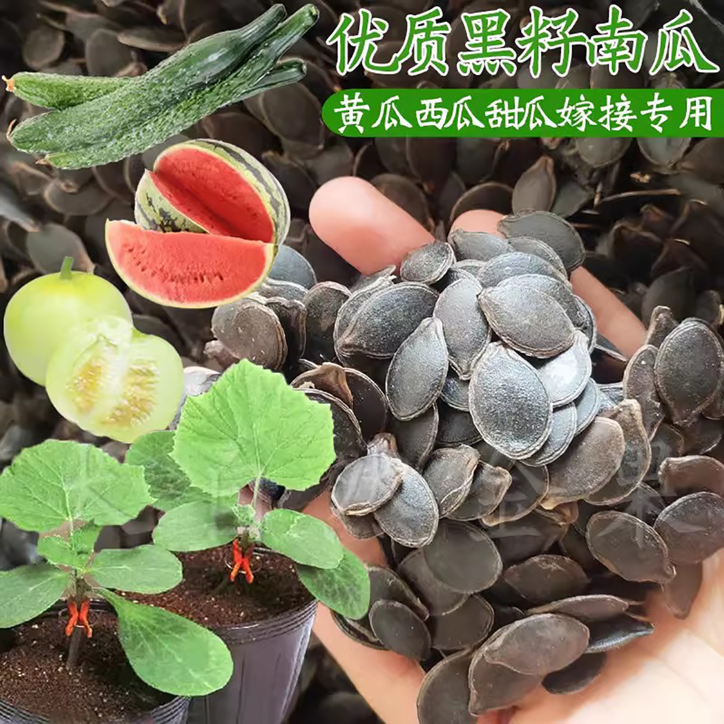 黑籽南瓜种子黄瓜甜瓜西瓜番茄嫁接用嫁接砧木种子野南瓜增产抗病