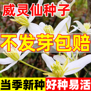 威灵仙种子铁脚灵仙种籽四季种植易活可观赏食用多年生中药材种苗
