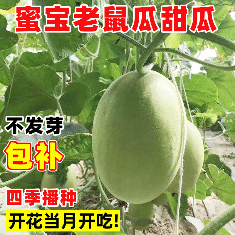 蜜宝老鼠瓜甜瓜种子大全正品四季羊角蜜种子春季蔬菜种孑香瓜种籽