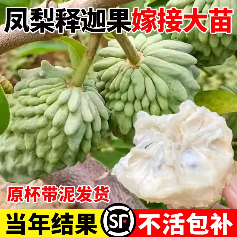凤梨释迦果苗树嫁接榴莲释迦苗特