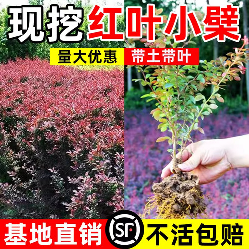 红叶小檗苗四季彩色绿篱色块红叶