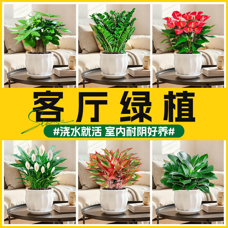 客厅绿植发财树金钱树白掌红掌盆栽室内植物花卉四季好养招财旺宅