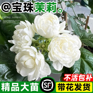 茉莉花苗宝珠茉莉重瓣大花盆栽老桩带花发货室内浓香四季花卉绿植