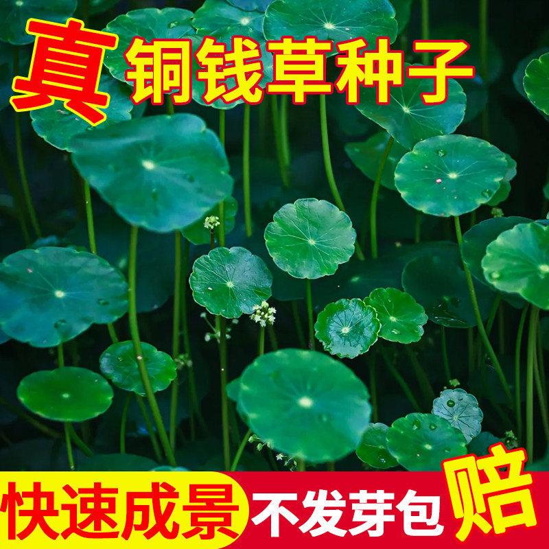 铜钱草草籽鱼缸专用花盆水草水栽大叶水培植物水养植物金钱草种籽