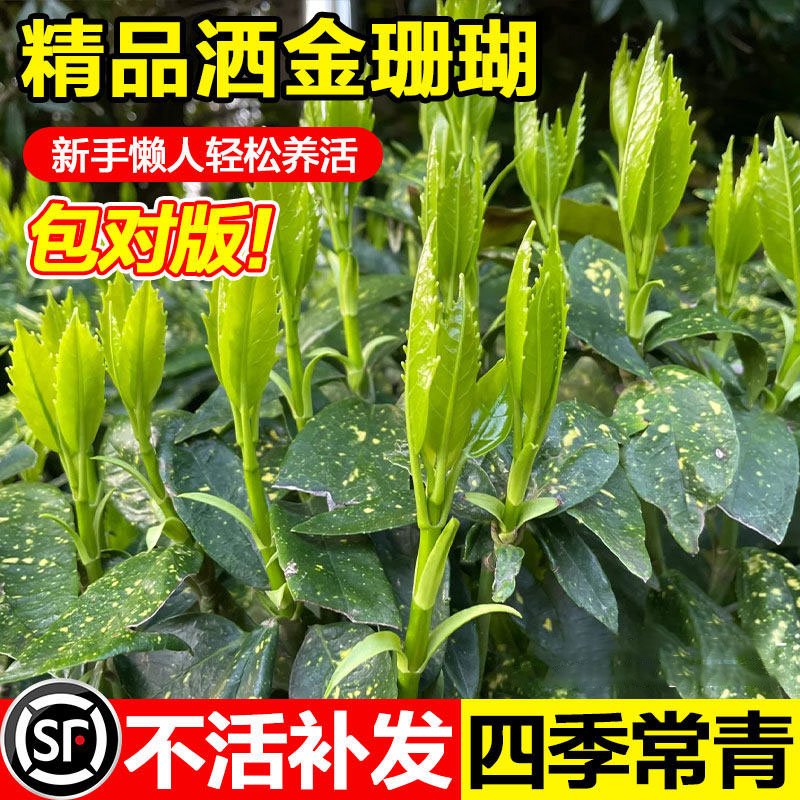 洒金珊瑚树苗四季常绿彩叶灌木图片