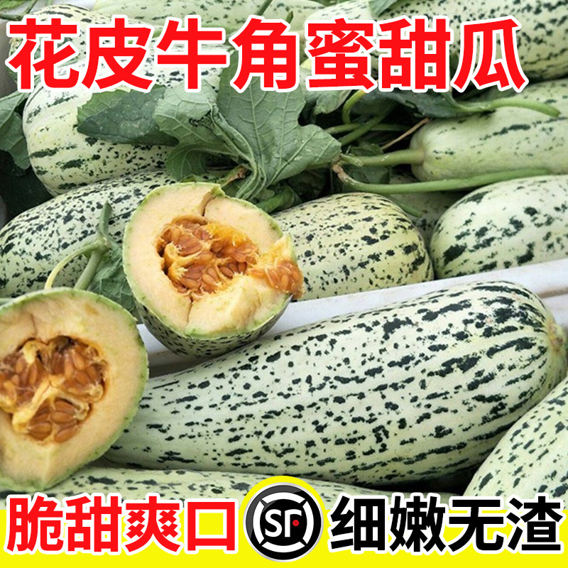 花皮牛角蜜甜瓜种子四季种植早熟高产超甜羊角蜜香瓜种籽盆栽秧苗