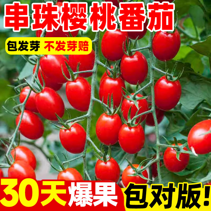 番茄种孑千禧圣女果樱桃小蕃茄种子阳台庭院四季种植盆栽西红柿秧