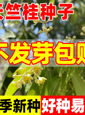 新采天竺桂种子普陀樟山