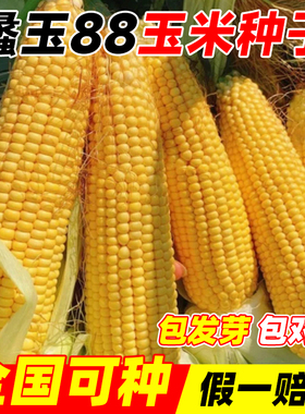 蠡玉88玉米种子国审矮杆白轴大棒高产稳产抗病大田优质玉米种籽孑