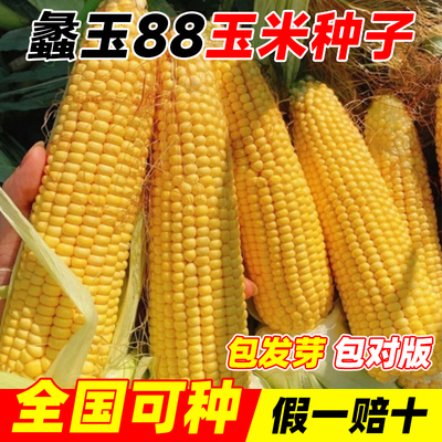 蠡玉88玉米种子国审矮杆白轴大