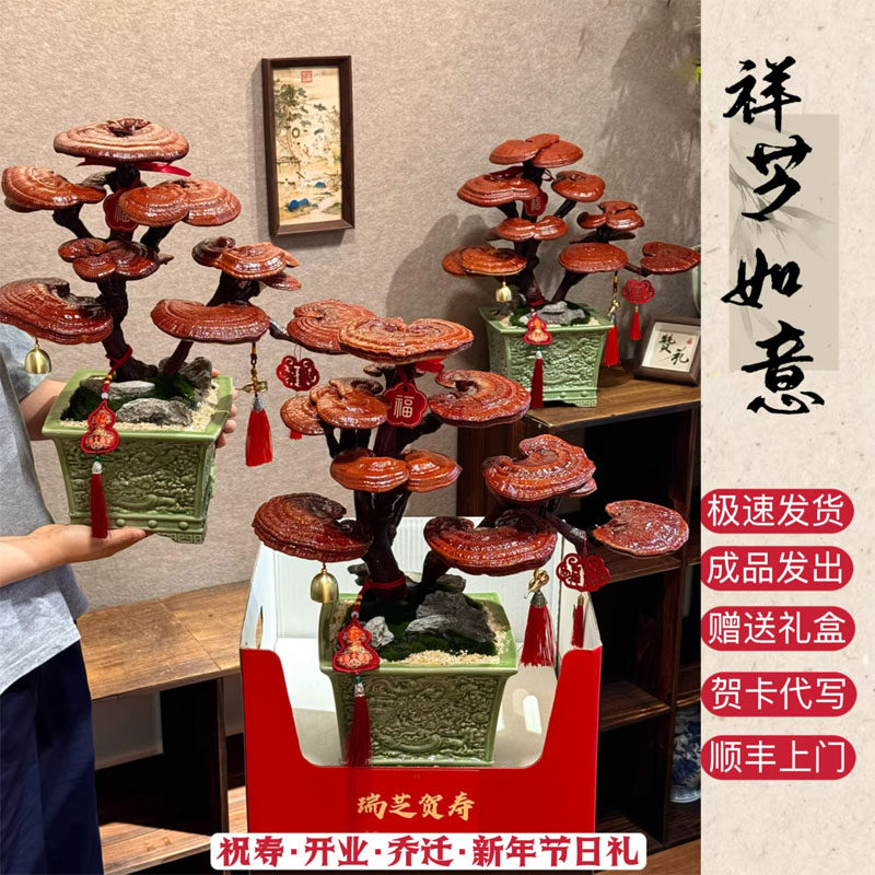仙草灵芝|送长辈祝寿礼物送爸妈领导马年新年生日盆景好寓意贺礼