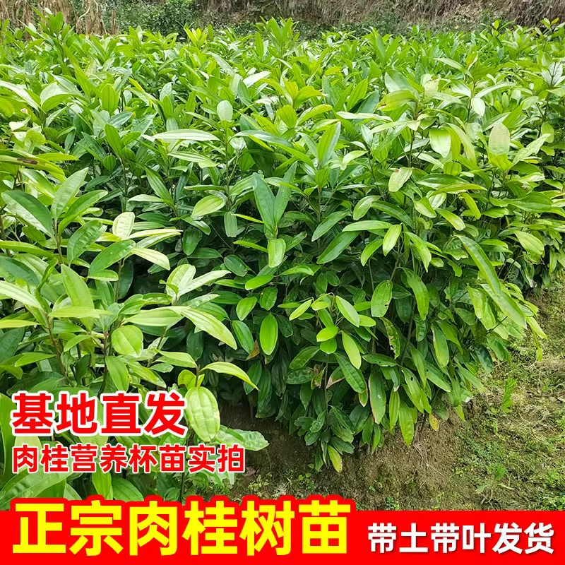 肉桂树苗正宗广西玉桂皮苗名贵药材食用调味大料小苗带叶带泥发货