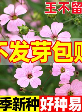 王不留行籽种中药材种子王不流行